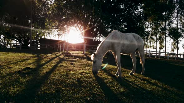 White female horse grazing in rural area during sunset hour. Sunlights brightening on background alt