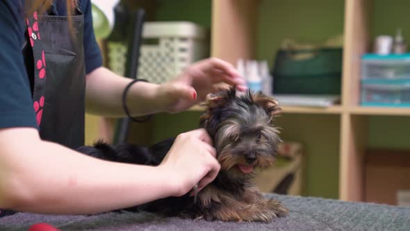 Woman Groomer Combs of Yorkshire Terrier After Washing alt