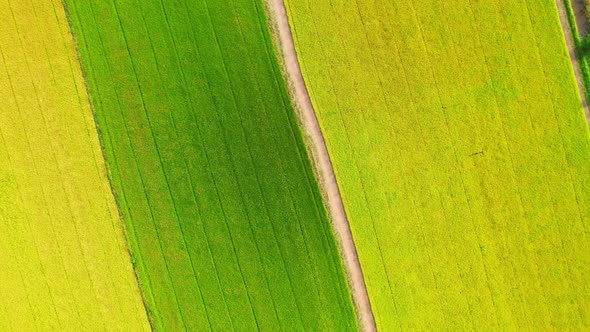 4K Aerial Wide view of Beautiful green rice fields in the rural of Thailand alt