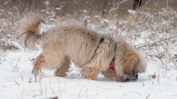Furry Dog with Purple Collar Walks Along Snow and Smells alt