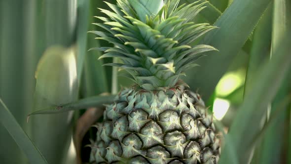 Young Pineapple Plant Shot on A6500 with Metabone Speedbooster and Canon 16-35 f2.8 Lens 29.97fps alt