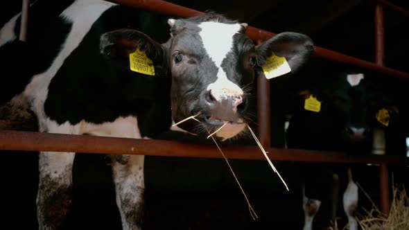 Agriculture Farming and Livestock Concept  Cow Looking at the Camera and Chews Hay