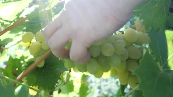 Farmer's Hands Cutting White Grapes Dduring Wine Harvest