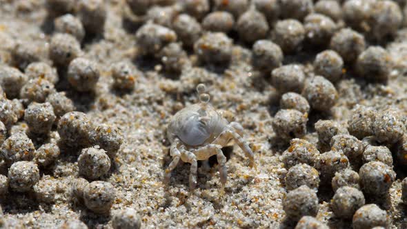 Sand Bubbler Crab