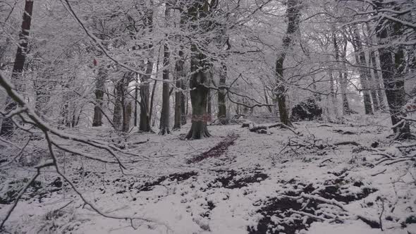 Trees in forest covered in heavy snow on a bright day 37 alt