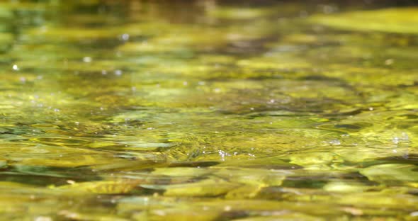 Fish trapped in fishing hook alt