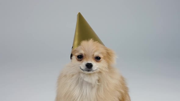 Frontal Portrait of a Funny Pygmy Spitz in the Studio on a Gray Background alt
