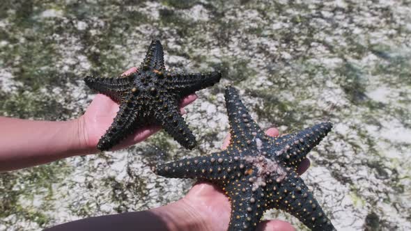 Woman Hands Holds Two Black Starfish Over Transparent Ocean Water By Coral Reef alt