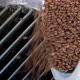 Roasted coffee beans are poured into machine to remove rubbish - VideoHive Item for Sale