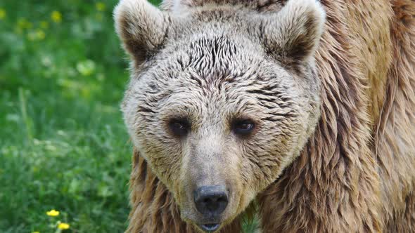 Old Grizzly Bear alt