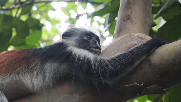 Red Colobus Monkey Sitting on Branch in Jozani Tropical Forest Zanzibar Africa alt