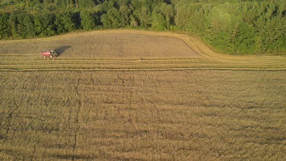 Combine Harvester Cuts Crops Near the Forest in the Evening alt
