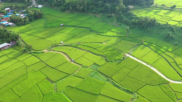 Aerial view drone flying over of agriculture in paddy rice fields for cultivation