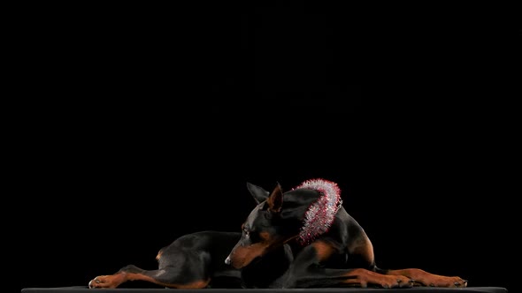 Side View of a Lying Doberman Pinscher with New Year's Tinsel Around His Neck in the Studio on a alt