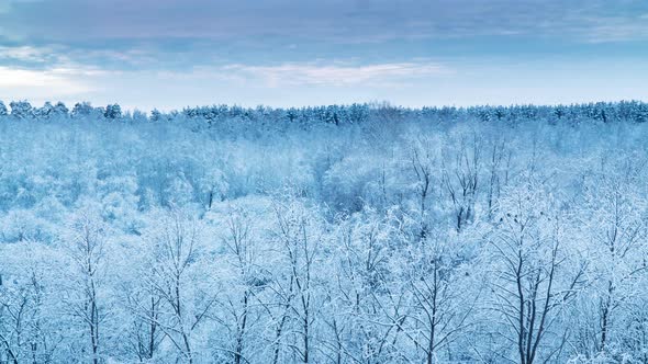 Frosty trees in the forest in the winter.