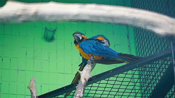 Two Parrots Sit On A Branch At The Zoo alt