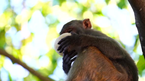 Wild monkey family in the rainforest near city Da Nang, Vietnam alt