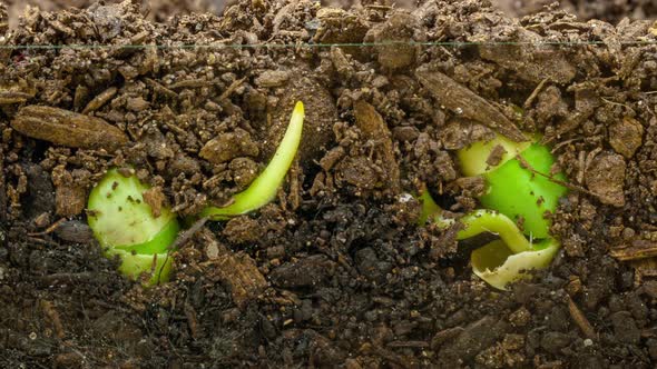 Soy Bean Sprouting Timelapse alt