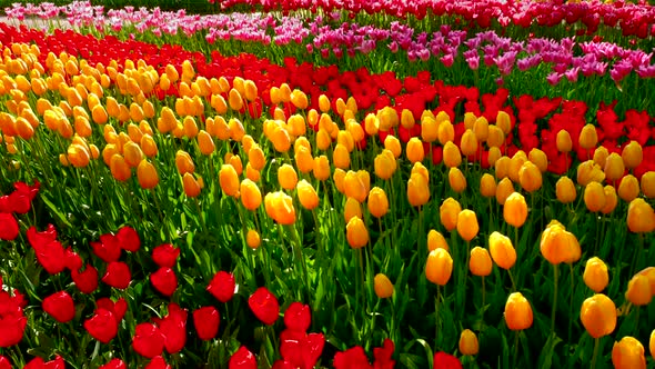 Blooming Tulips in Keukenhof Flower Garden. Lisse, the Netherlands. alt