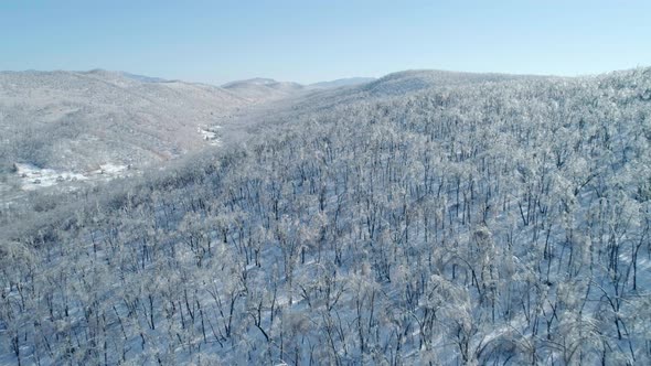 Aerial View of a Frozen Forest with Snow Covered Trees at Winter alt