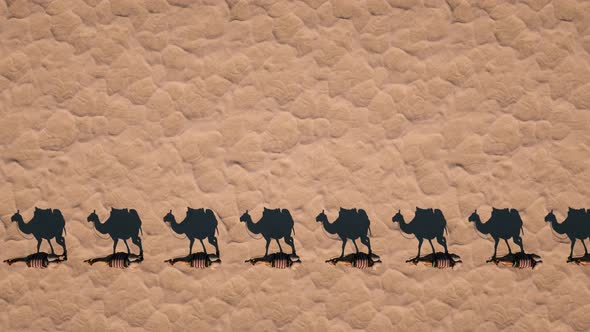 Camel Caravan Walks Through the Desert Casting a Shadow