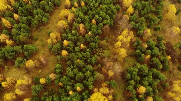 Amazing aerial birds eye view forest, trees at fall season. alt