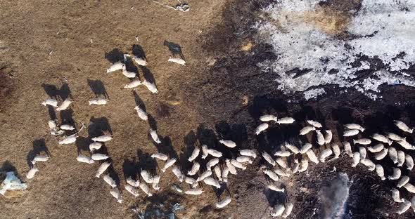 Aerial Drone Shot Flying Over Flock of Sheep alt