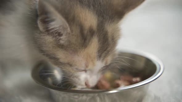 Tabby Kitten Eating Cat Food