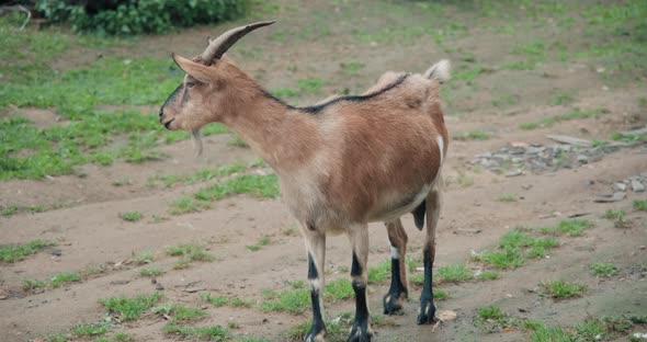 Goat Walks Around Farmstead in Countryside
