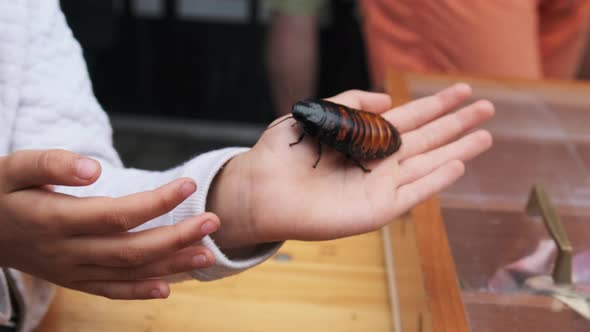 Madagascar Cockroach on the Girl's Hand. The Child Holding and Stroking Insect. alt
