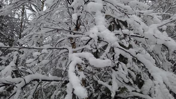 Trees Are All Covered in Snow in the Winter Forest