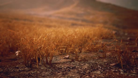 Golden Rocks and Grass in Mountains alt