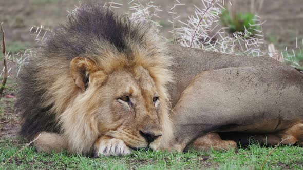 Black-maned Lion Resting On The Grass In Kalahari, Botswana, Closing Its Eyes To Sleep - Closeup Sho alt