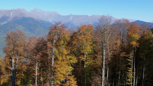 Panorama View on Trees From Moving Cabins of the Cable Road. Funicular Moving Over Trees on alt