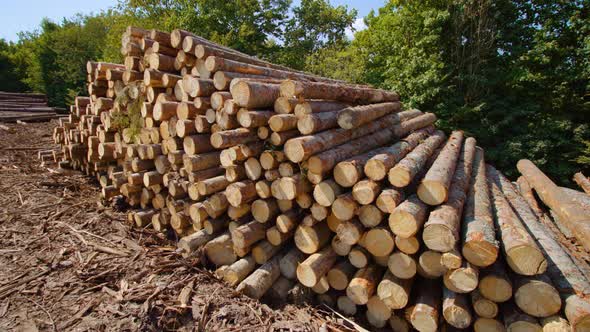 Pine Logs Stacked on Sawmill Ground Yard Near Forest Belt alt