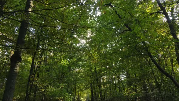 Trees in the Forest on an Autumn Day alt