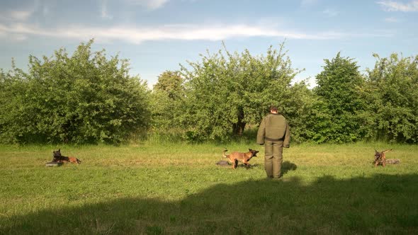 Dogs Are Training To Protect a Property. alt