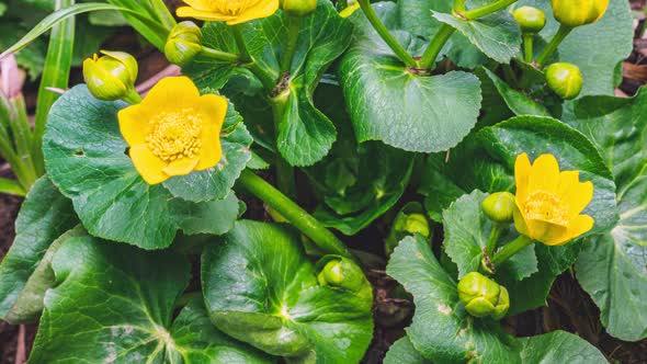 Yellow Marsh Marigold Flowers Blooming in Spring Swamp alt