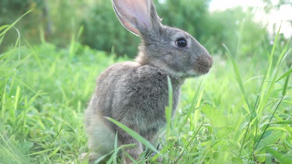 Cute Fluffy Light Gray Domestic Rabbit with Big Mustaches and Ears on a Green Juicy Meadow Grazes on alt
