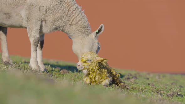 Ewe licks birthing fluids off newborn lamb as it tries to stand up alt