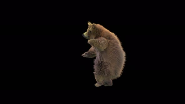 131 Bear Dancing 4K alt