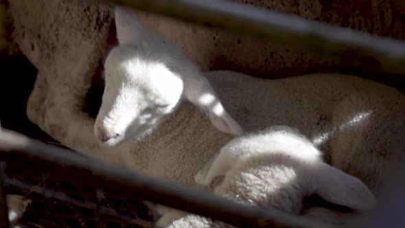 White lamb sleeping inside_slomo alt