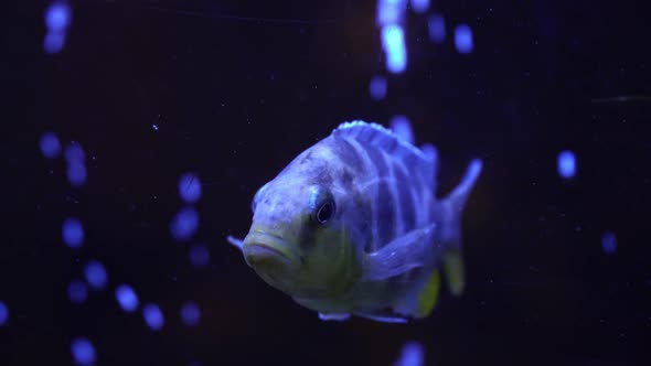 Aquarium Fish Night 6 alt