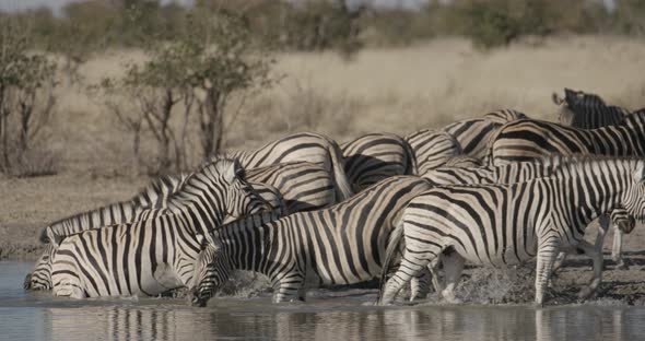 Zebras at a Waterhole Splashing