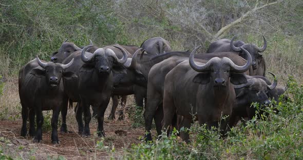 African Buffalo, syncerus caffer, Herd standing in Savannah, Tsavo Park in Kenya, Real Time 4K alt