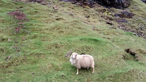 Sheep and Lamb in the Steep Hillside Scared