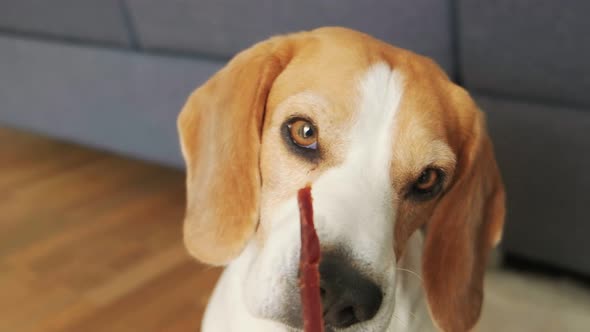 Beagle Dog Grabs Meat Treat From Hand in Slow Motion