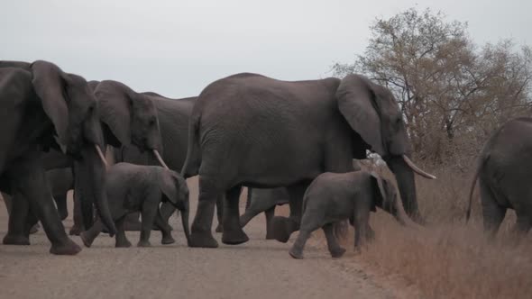 Herd of elephants crosses road alt