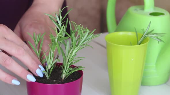 A Woman Compacts The Soil At The Roots Of Rosemary Sprouts. Planting Sprouted Sprigs Of Rosemary. alt