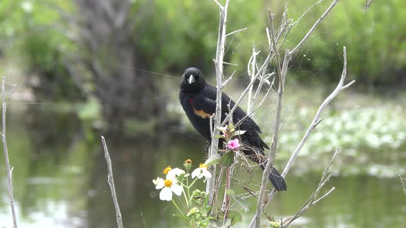 Red Winged Blackbird Call alt